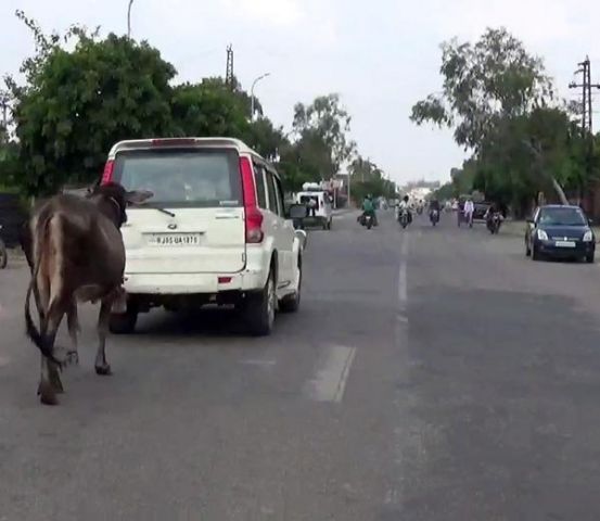 आखिर क्यों अपनी स्कार्पियो में गाय को बांधकर ले जा रहा है ये शख्स