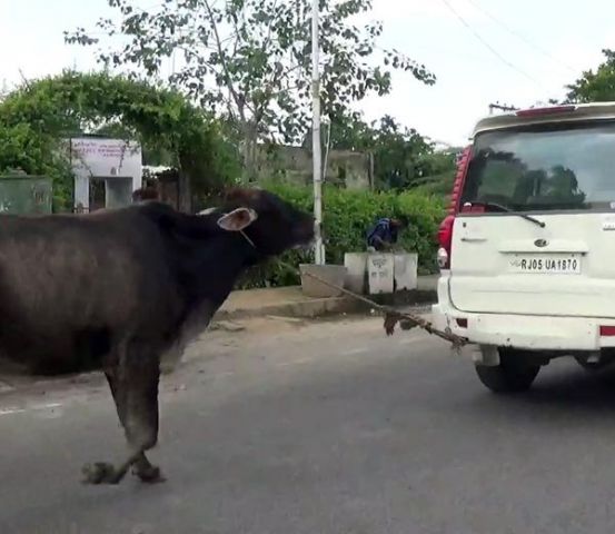 आखिर क्यों अपनी स्कार्पियो में गाय को बांधकर ले जा रहा है ये शख्स