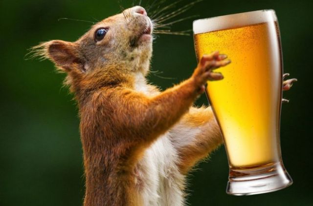 और नशे में गिलहरी ने कर दिया Bar का भारी नुकसान
