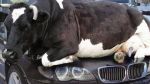 आसमान से टपकी कार पर अटकी, 500 किलो की गाय