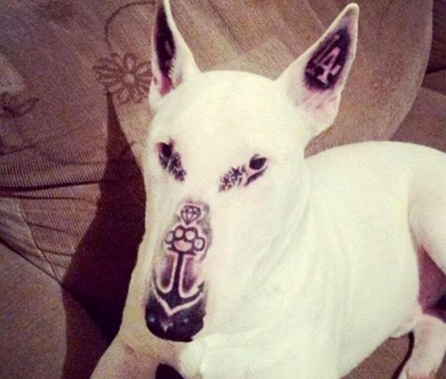 इस शख्स ने शौक के लिए कुत्ते के चेहरे पर बनाया टैटू
