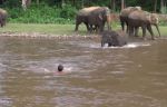 Video : एक हाथी के बच्चे ने बचाई अपने ट्रेनर की जान