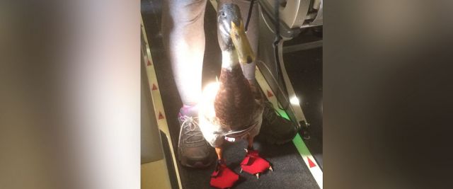 स्टाइलिश Duck ,जो मचा रही है सोशल मीडिया पर धूम