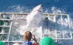 विडियो : शार्क के साथ पिंजरे में फंसा व्यक्ति, फिर भी बचाई जान