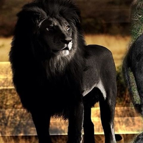दुनिया के इस एकलौते काले शेर का वायरल सच