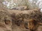 Video : शेर ने किया अपनी बिरादरी के तेंदुए पर हमला