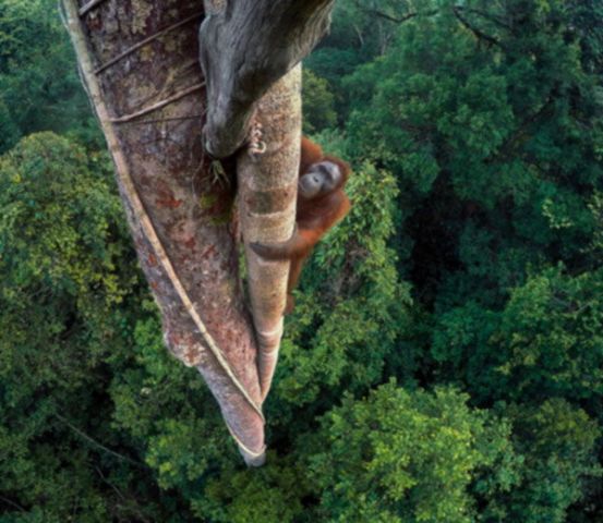 Wild Life फोटोग्राफी कम्पटीशन के टॉप 10 फोटोज, दो भारतीय भी शामिल