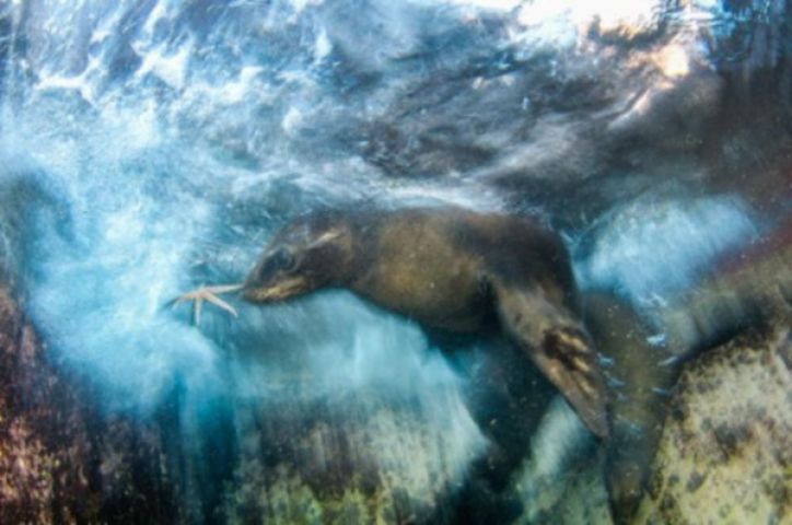 Wild Life फोटोग्राफी कम्पटीशन के टॉप 10 फोटोज, दो भारतीय भी शामिल