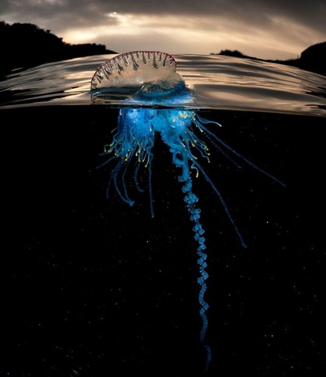 Underwater photography जो बताती है पानी  के भीतर की दुनिया
