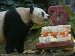 हाँग-काँग का जिआ जिआ पांडा हुआ 37 का, बना गिनीज़ वर्ल्ड रिकॉर्ड