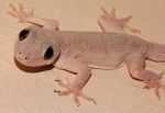 If you are troubled by lizards, then these home remedies will be useful in driving away.