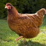 करोडो की मालकिन है यह मुर्गी, घर में रखती है बंगला, गाड़ी और नौकर