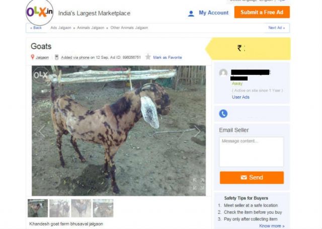 जल्दी कीजिए, OLX पर लगी है स्मार्ट और हैंडसम बकरों की सेल