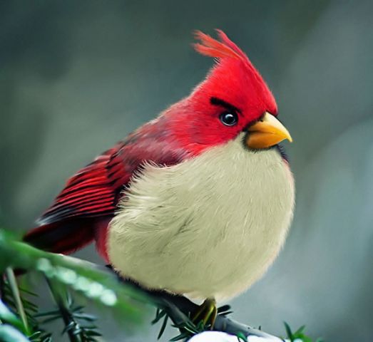 अमेरिका की सबसे सुन्दर चिड़िया Angry Bird
