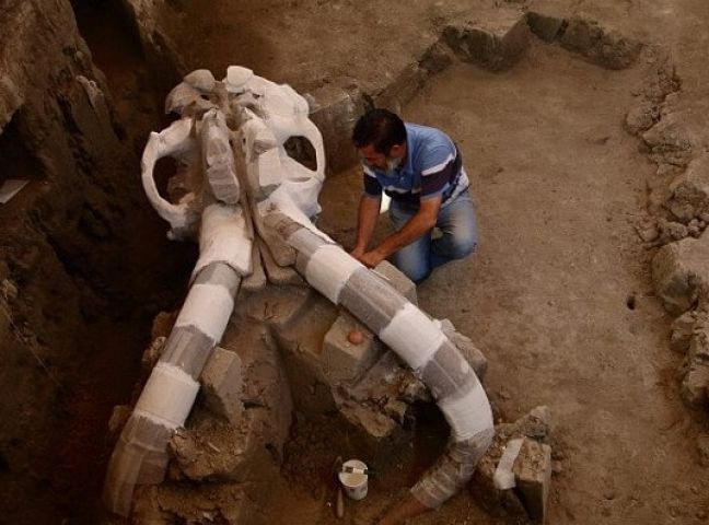 मेक्सिकन सिटी में खुदाई के दौरान मिला 14000 साल पुराना जीव का कंकाल