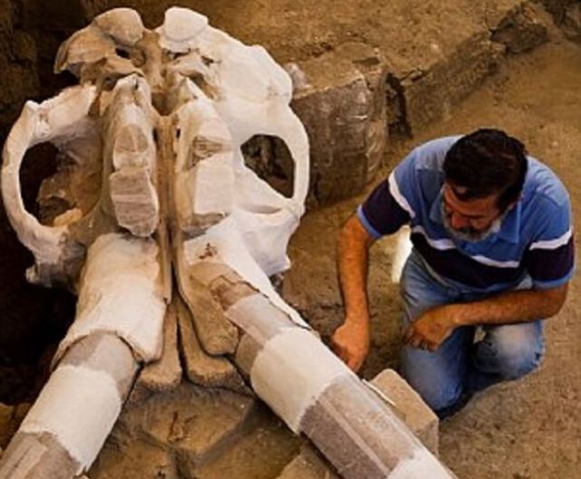 मेक्सिकन सिटी में खुदाई के दौरान मिला 14000 साल पुराना जीव का कंकाल