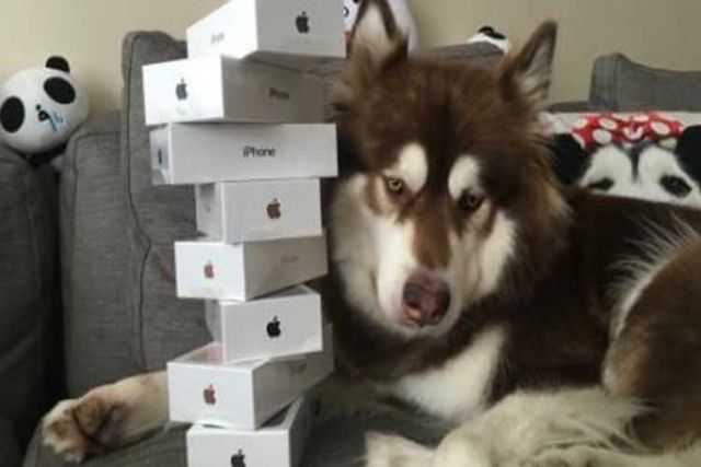 कुत्ते के लिए खरीद डाले 8 आईफोन
