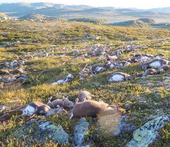 एक झटके में हो गयी 700 हिरणों की मौत