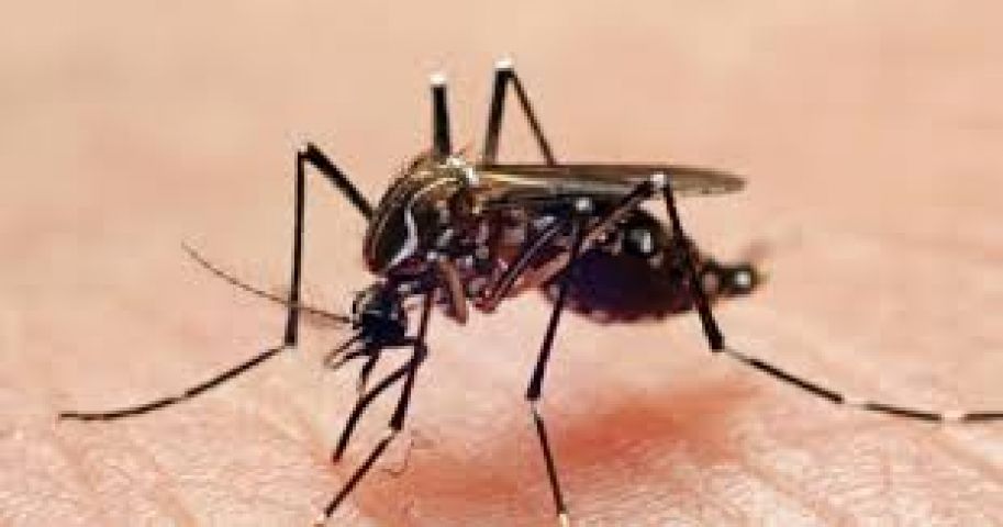 अब मलेरिया व डेंगू से बचाएगा ये मच्छर