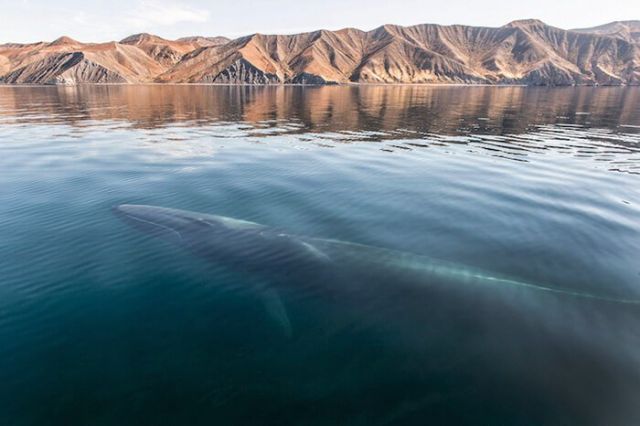 ये ब्रिटिश फोटोग्राफर 25 साल से खिंच रहा है Whale और Dolphin की तस्वीरें