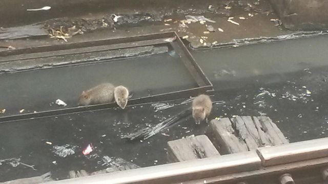चारबाग रेलवे स्टेशन को चूहों से खतरा