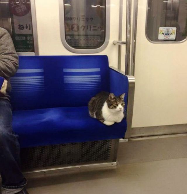 OMG: ट्रेन में ये बिल्ली अकेली यात्रा करती है