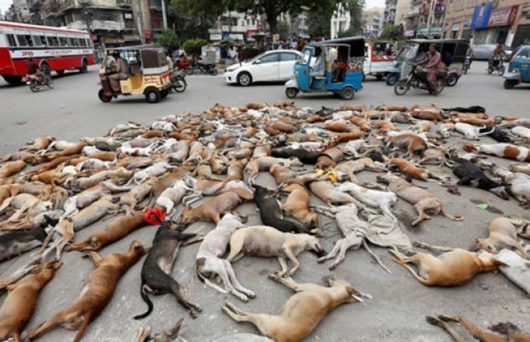 पाक सरकार ने एक साथ 700 लावारिस कुत्तो को ज़हर देकर मारा, लोगो ने करी निंदा
