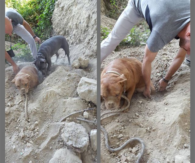 एक युवक ने अपने ही पालतू कुत्ते को जिंदा दफना दिया