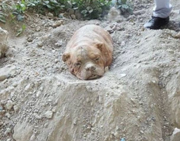 एक युवक ने अपने ही पालतू कुत्ते को जिंदा दफना दिया