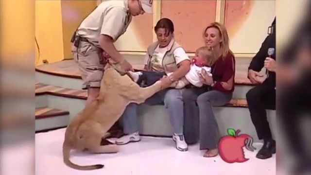 लाइव टीवी शो में बच्ची पर झपटा शेर का बच्चा !