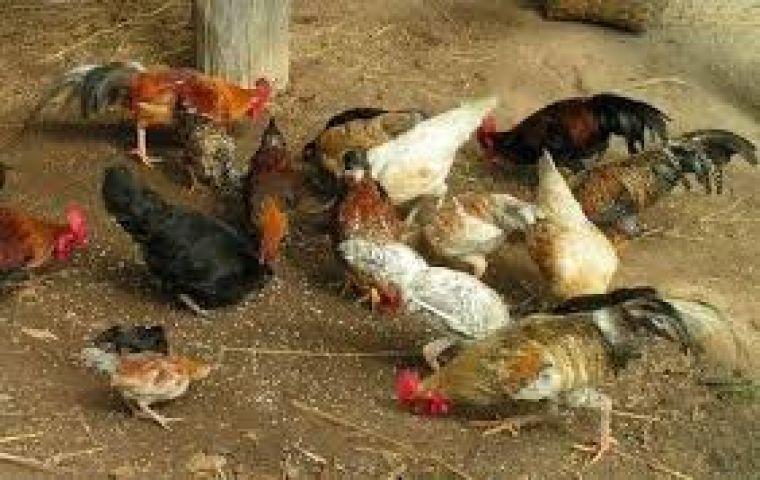 जापान में 2 लाख से अधिक मुर्गियों को दे दी मौत