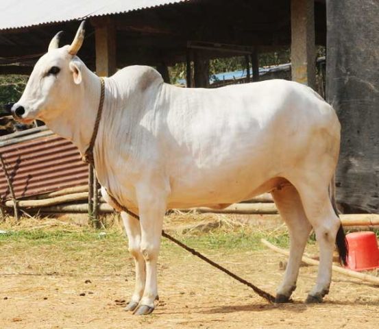 सोनपुर मेला : गाय व्यापारियों के कारोबार पर बुरा असर