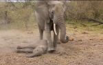 Video: मादा हाथी को अपने बच्चे के लिए तड़पता देख भावुक हो जाएंगे आप
