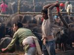 नेपाल में गढीमाई समारोह में पशु बलि पर लगी रोक