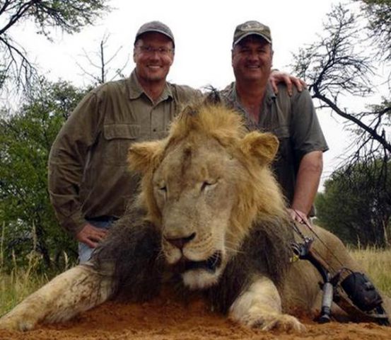 शेर के शिकार में फंसा शिकारी, सोशल  मीडिया पर हुई आलोचनाएँ