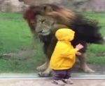 Video...जब बच्चा शेर की ओर और शेर बच्चे की ओर दौड़ा