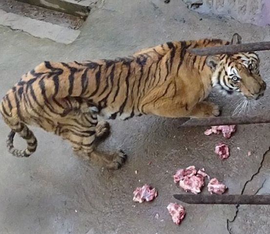 चीन में बिक रही बाघों की हड्डियों से बनने वाली 'टाइगर वाइन'