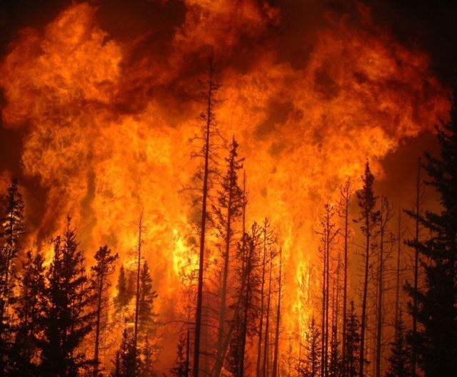जंगलों में लगी आग होती जा रही है बेकाबू