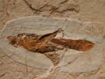 छात्र ने खोजा 12 करोड़ साल पुराने टिड्डे का जीवाश्म
