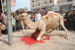 अब सऊदी अरब में हज के दौरान नहीं दी जाएगी ऊंट की कुर्बानी