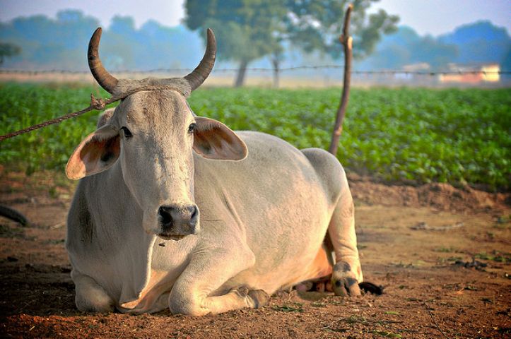 नेपाल के संविधान में गाय को घोषित किया राष्ट्रीय पशु