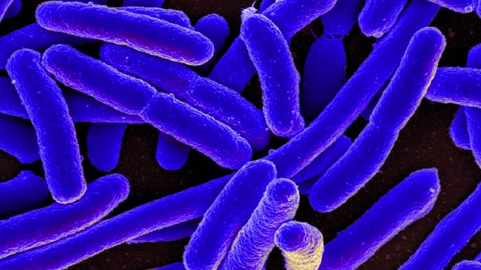 Superbug to be projected to space by NASA to inspect mutation