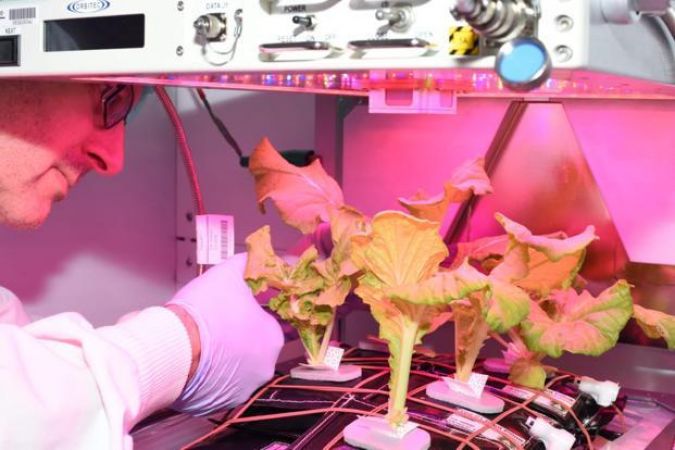 नासा का नया प्लांट सिस्टम, अंतरिक्ष में उगा सकेंगे प्लांट और सब्जियां