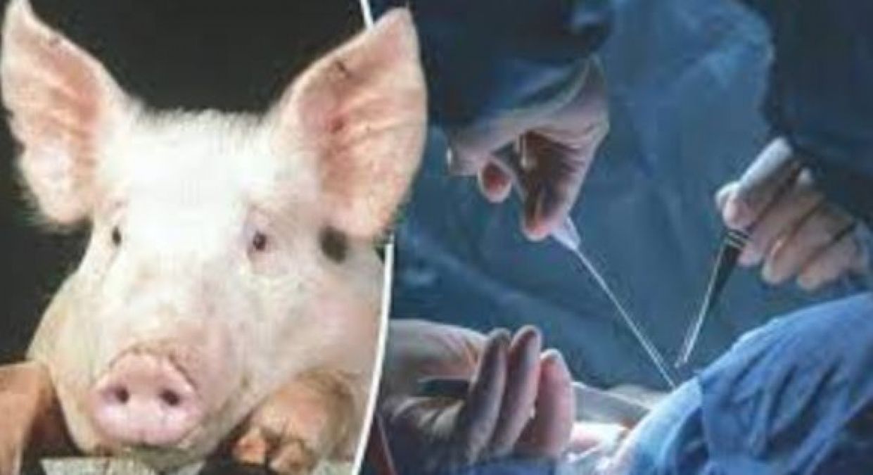 अब इंसान के अंदर होगा सूअर का दिल, जानिए इस नई टेक्नोलॉजी के बारे में