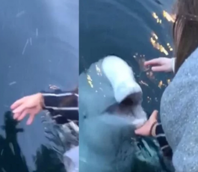 महिला का समुद्र में गिरा आईफोन इस मछली ने वापस लौटाया