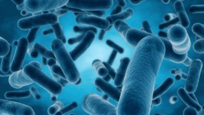 Breakthrough Experimental Probiotic Treatment for MS Emerges from Harvard Research