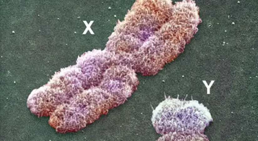 Landmark Achievement: Scientists Unravel the Complexities of the Y Chromosome