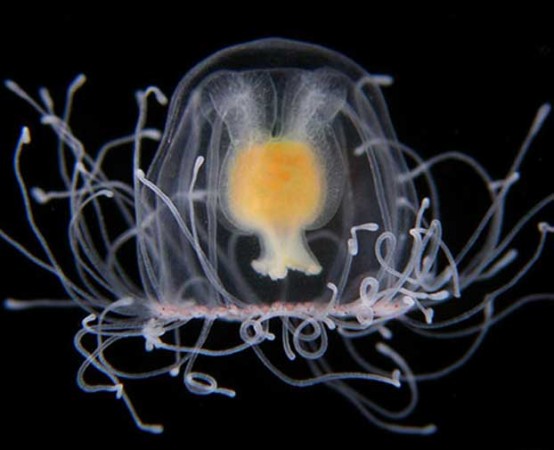 From Immortal Jellyfish to Dancing Plague: 15 Mind-Blowing Trivia Facts