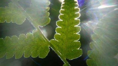 The Theory of Photosynthesis: Describing How Plants Convert Light into Energy