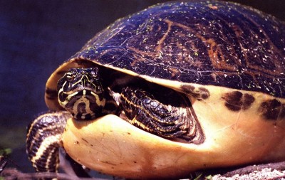 NASA Captures 'Suspicious' Redbelly Turtle at Kennedy Space Center
